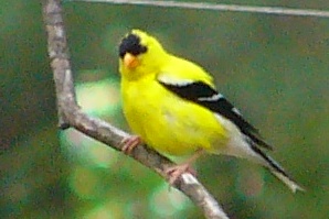 American Goldfinch