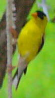American Goldfinch