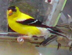 American Goldfinch