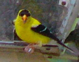 American Goldfinch
