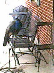 Peacock on Patio