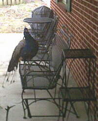 Peacock on Patio