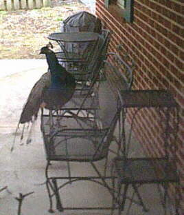 Peacock on Patio
