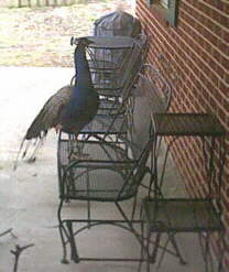 Peacock on Patio