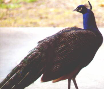 Peacock by Patio