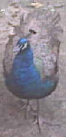 Peacock