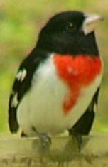Rose-breasted Grosbeak