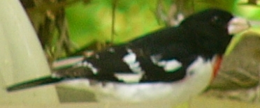 Rose-breasted Grosbeak