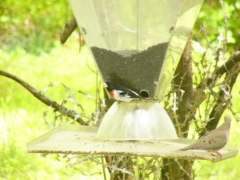 Rose-breasted Grosbeak