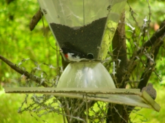 Rose-breasted Grosbeak