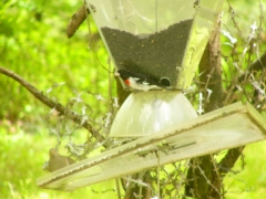 Rose-breasted Grosbeak