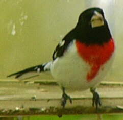 Rose-breasted Grosbeak