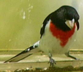 Rose-breasted Grosbeak