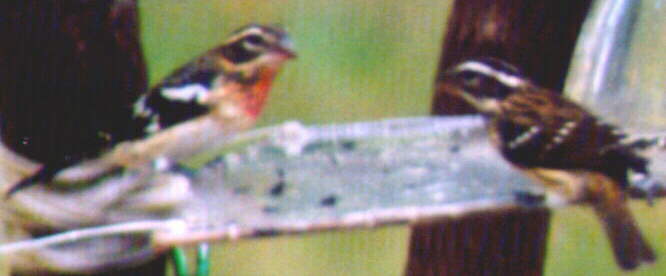 Rose-breasted Grosbeak