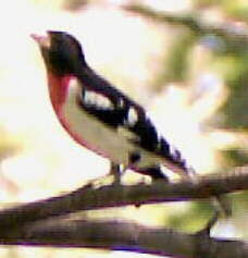 Rose-breasted Grosbeak