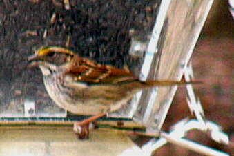 White-throated Sparrow