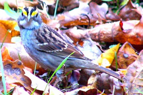 White-throated Sparrow