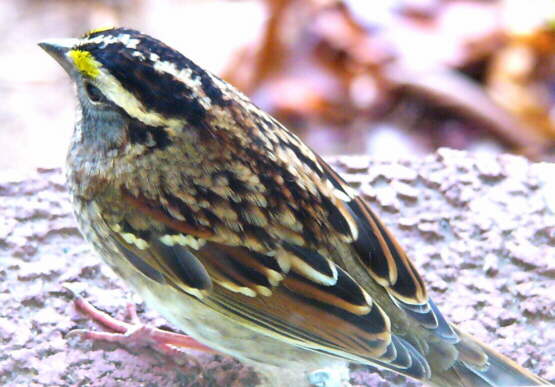 White-throated Sparrow