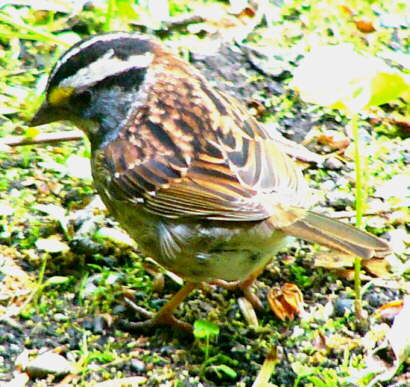 White-throated Sparrow