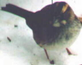 White-throated Sparrow