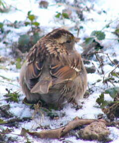 White-throated Sparrow