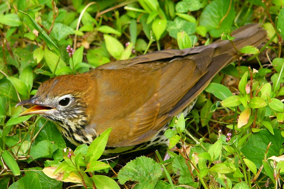 Wood Thrush