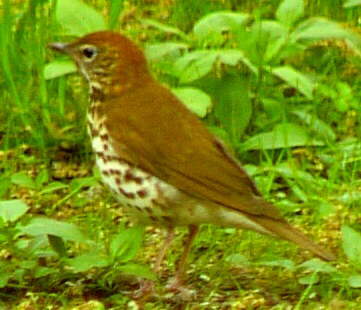 Wood Thrush
