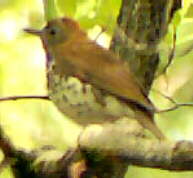 Wood Thrush