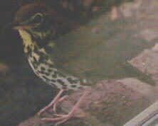 Wood Thrush