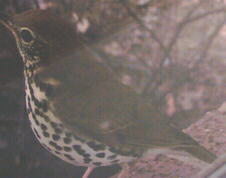 Wood Thrush