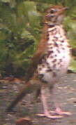 Wood Thrush
