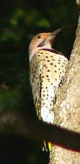 Northern Flicker