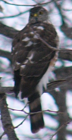 Sharp-shinned Hawk