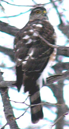 Sharp-shinned Hawk
