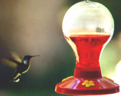 Hummingbird Feeder