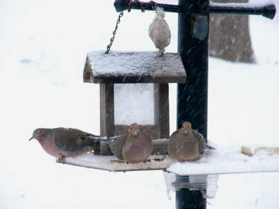 Post Feeder in the wintertime