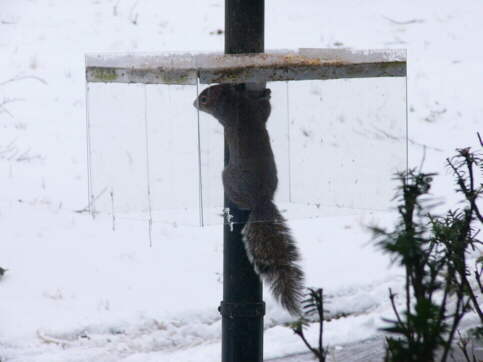 No squirrels allowed!