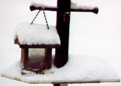 Post Feeder in the wintertime