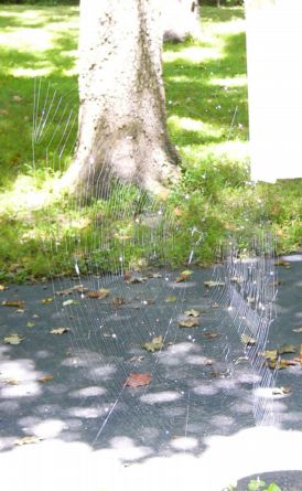 Spiderweb
