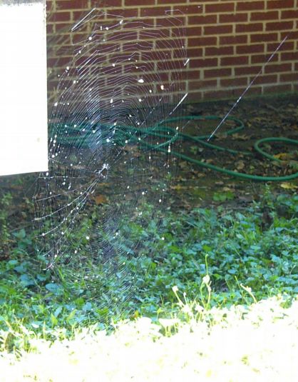Spiderweb