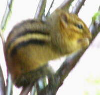 Chipmunk