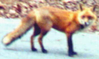 Red Fox