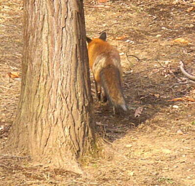 Red Fox