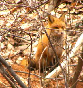 Red Fox