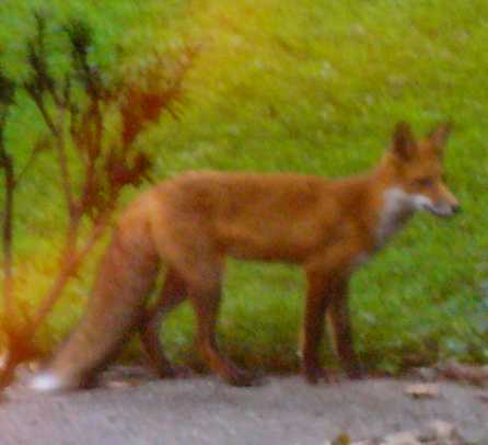 Red Fox