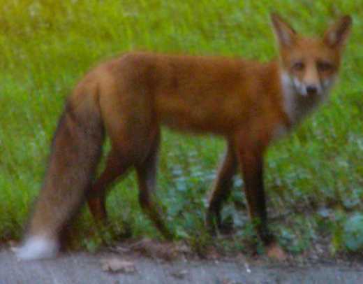 Red Fox