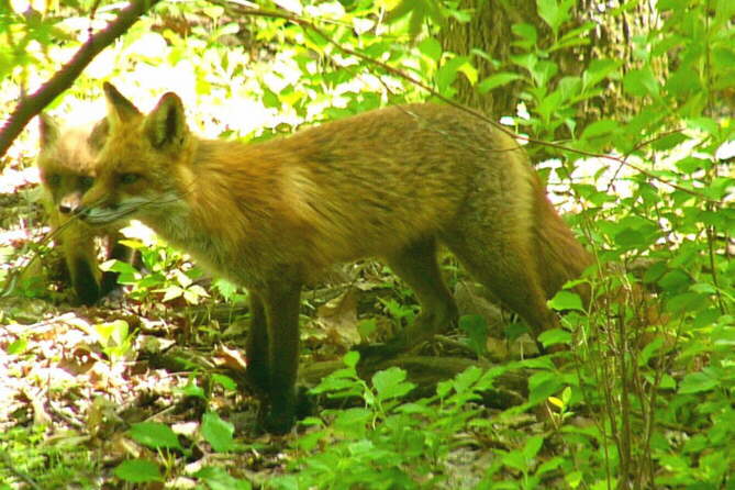 Red Fox