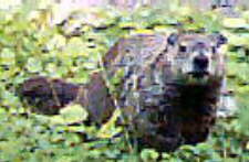Groundhog