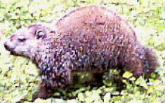 Groundhog