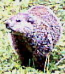 Groundhog